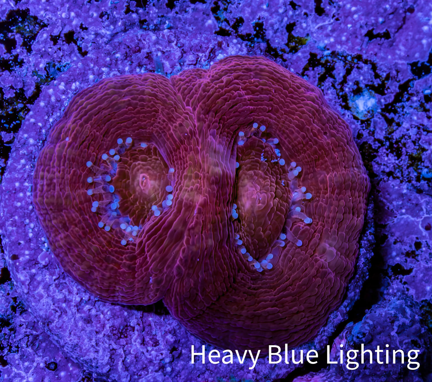 Ultra Acan Coral Frag WYSIWYG E2R2B1 Ultra Acan Coral Frag WYSIWYG E2R2B1 LPS Coral Ultra Acan Coral Frag WYSIWYG E2R2B1 Zeo Box Reef