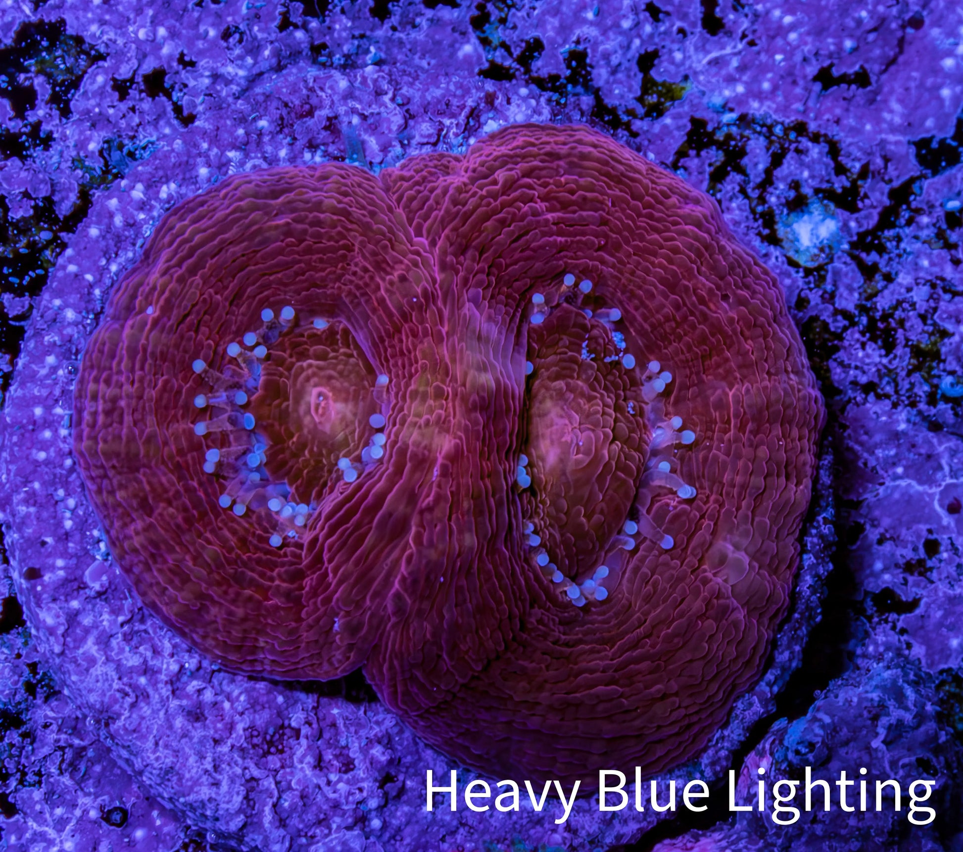 Ultra Acan Coral Frag WYSIWYG E2R2B1 Ultra Acan Coral Frag WYSIWYG E2R2B1 LPS Coral Ultra Acan Coral Frag WYSIWYG E2R2B1 Zeo Box Reef
