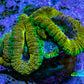 Ultra Acan Coral Frag WYSIWYG F1R2B1 Ultra Acan Coral Frag WYSIWYG F1R2B1 LPS Coral Ultra Acan Coral Frag WYSIWYG F1R2B1 Zeo Box Reef