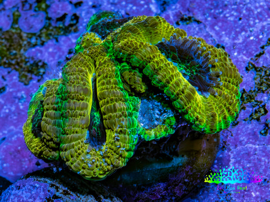 Ultra Acan Coral Frag WYSIWYG F1R2B1 Ultra Acan Coral Frag WYSIWYG F1R2B1 LPS Coral Ultra Acan Coral Frag WYSIWYG F1R2B1 Zeo Box Reef