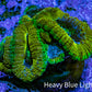 Ultra Acan Coral Frag WYSIWYG F1R2B1 Ultra Acan Coral Frag WYSIWYG F1R2B1 LPS Coral Ultra Acan Coral Frag WYSIWYG F1R2B1 Zeo Box Reef