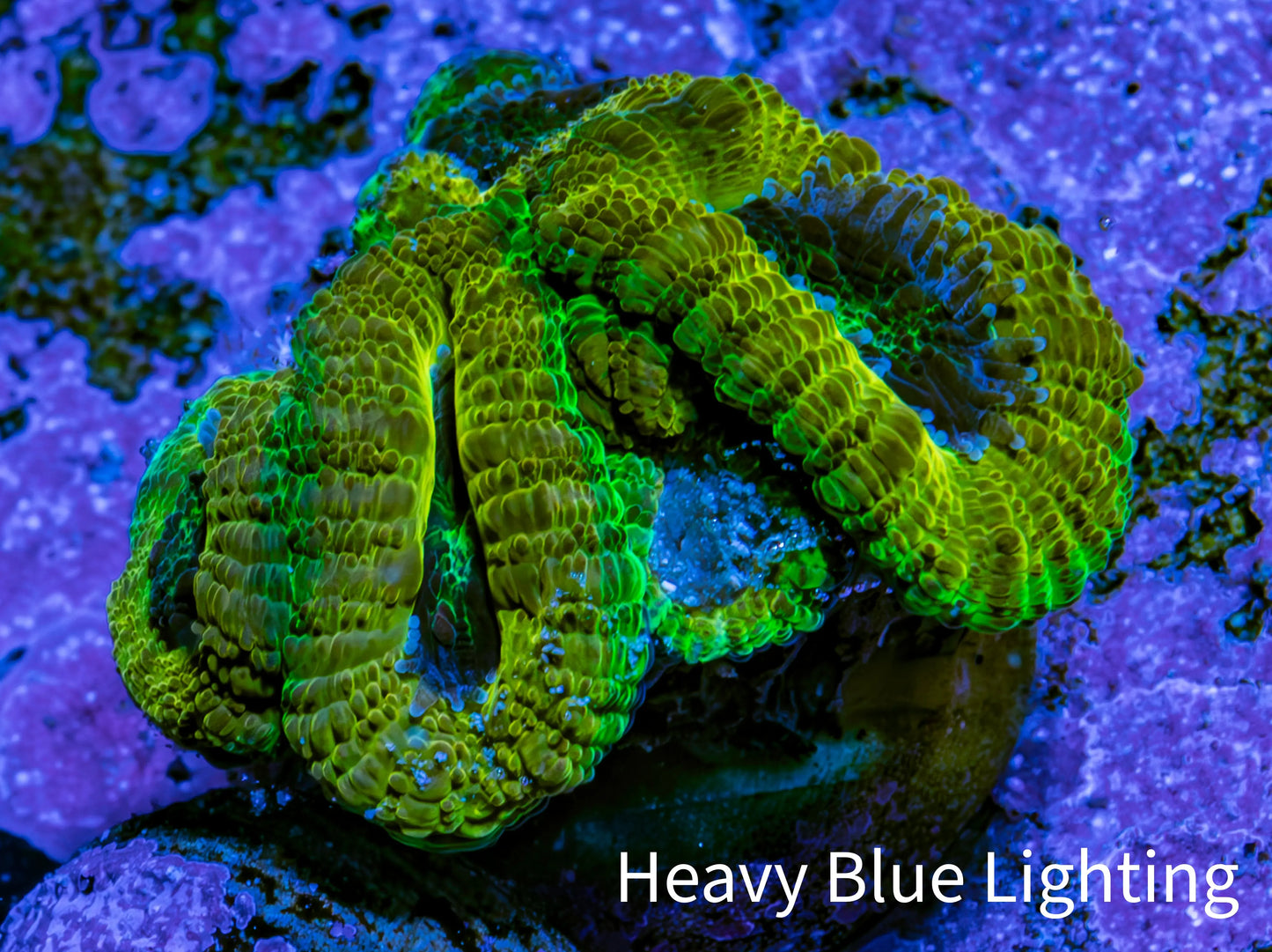Ultra Acan Coral Frag WYSIWYG F1R2B1 Ultra Acan Coral Frag WYSIWYG F1R2B1 LPS Coral Ultra Acan Coral Frag WYSIWYG F1R2B1 Zeo Box Reef