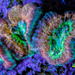 Ultra Acan Coral Frag WYSIWYG F1R2B1 Ultra Acan Coral Frag WYSIWYG F1R2B1 LPS Coral Ultra Acan Coral Frag WYSIWYG F1R2B1 Zeo Box Reef