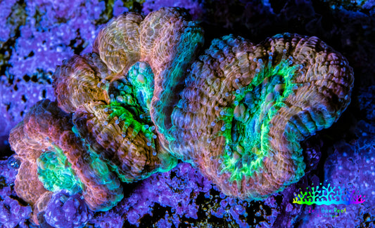 Ultra Acan Coral Frag WYSIWYG F1R2B1 Ultra Acan Coral Frag WYSIWYG F1R2B1 LPS Coral Ultra Acan Coral Frag WYSIWYG F1R2B1 Zeo Box Reef