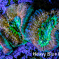 Ultra Acan Coral Frag WYSIWYG F1R2B1 Ultra Acan Coral Frag WYSIWYG F1R2B1 LPS Coral Ultra Acan Coral Frag WYSIWYG F1R2B1 Zeo Box Reef