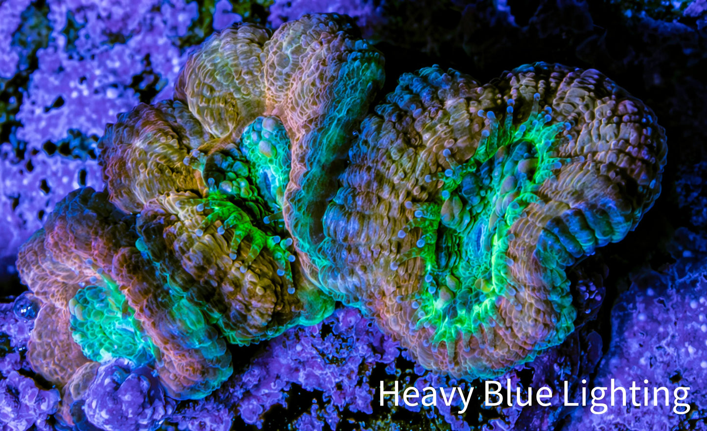 Ultra Acan Coral Frag WYSIWYG F1R2B1 Ultra Acan Coral Frag WYSIWYG F1R2B1 LPS Coral Ultra Acan Coral Frag WYSIWYG F1R2B1 Zeo Box Reef