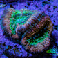 Ultra Acan Coral Frag WYSIWYG F2R2B1 Ultra Acan Coral Frag WYSIWYG F2R2B1 LPS Coral Ultra Acan Coral Frag WYSIWYG F2R2B1 Zeo Box Reef