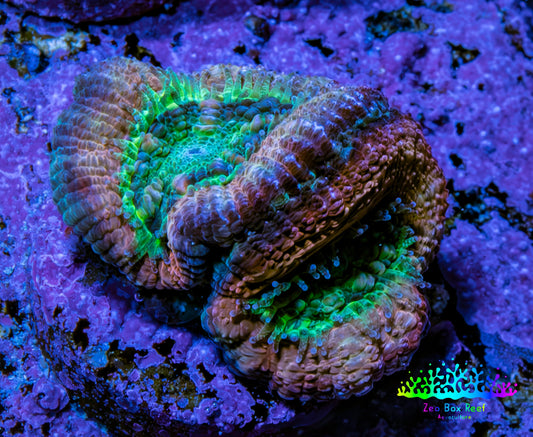 Ultra Acan Coral Frag WYSIWYG F2R2B1 Ultra Acan Coral Frag WYSIWYG F2R2B1 LPS Coral Ultra Acan Coral Frag WYSIWYG F2R2B1 Zeo Box Reef