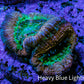 Ultra Acan Coral Frag WYSIWYG F2R2B1 Ultra Acan Coral Frag WYSIWYG F2R2B1 LPS Coral Ultra Acan Coral Frag WYSIWYG F2R2B1 Zeo Box Reef