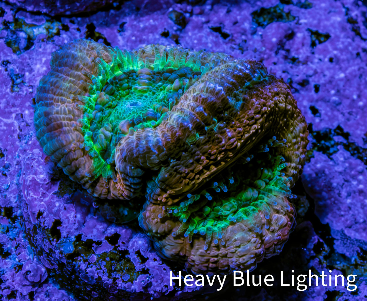 Ultra Acan Coral Frag WYSIWYG F2R2B1 Ultra Acan Coral Frag WYSIWYG F2R2B1 LPS Coral Ultra Acan Coral Frag WYSIWYG F2R2B1 Zeo Box Reef