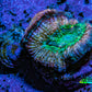 Ultra Acan Coral Frag WYSIWYG F3R2B1 Ultra Acan Coral Frag WYSIWYG F3R2B1 LPS Coral Ultra Acan Coral Frag WYSIWYG F3R2B1 Zeo Box Reef
