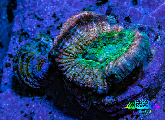 Ultra Acan Coral Frag WYSIWYG F3R2B1 Ultra Acan Coral Frag WYSIWYG F3R2B1 LPS Coral Ultra Acan Coral Frag WYSIWYG F3R2B1 Zeo Box Reef