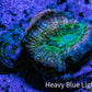 Ultra Acan Coral Frag WYSIWYG F3R2B1 Ultra Acan Coral Frag WYSIWYG F3R2B1 LPS Coral Ultra Acan Coral Frag WYSIWYG F3R2B1 Zeo Box Reef