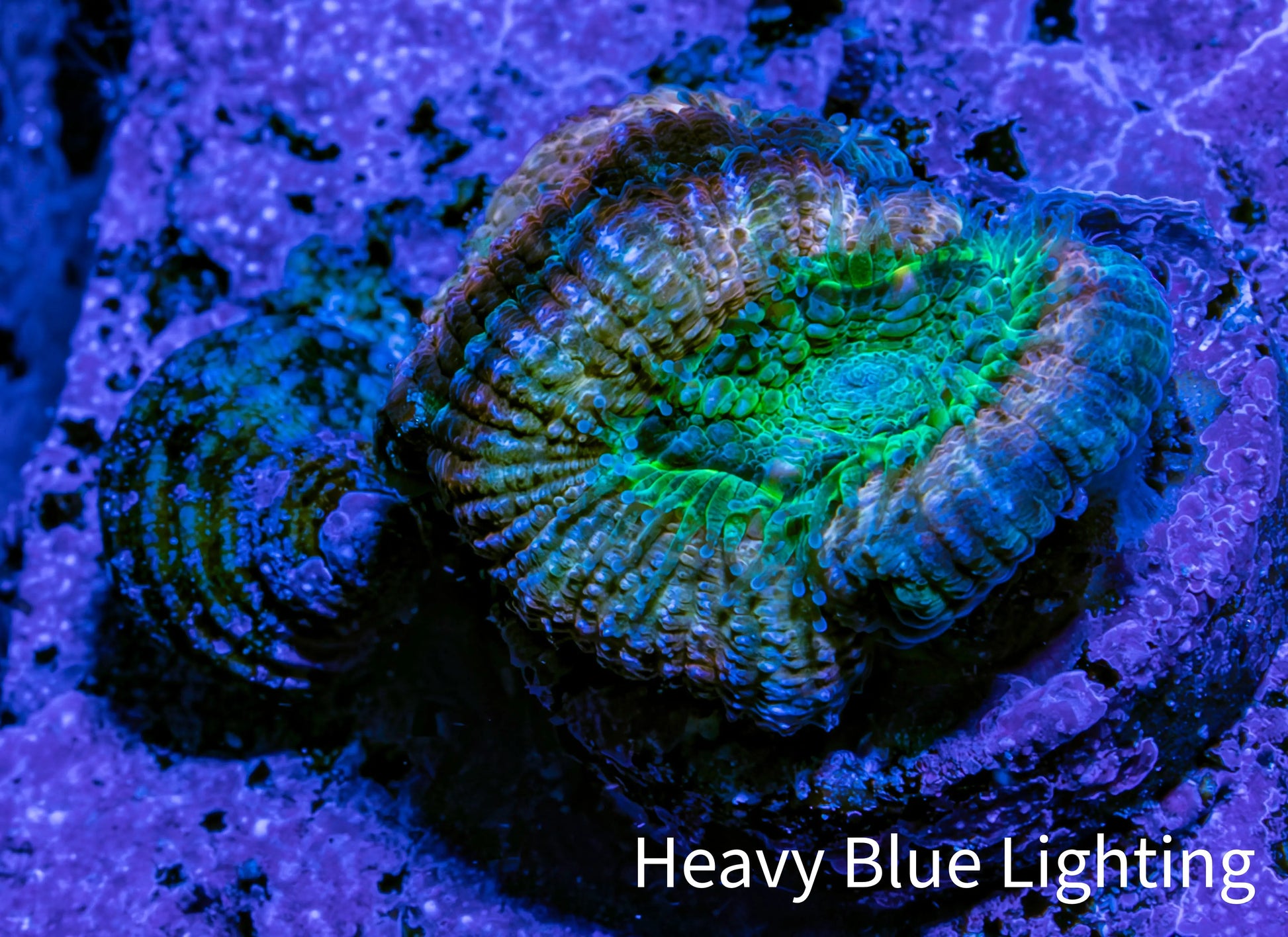 Ultra Acan Coral Frag WYSIWYG F3R2B1 Ultra Acan Coral Frag WYSIWYG F3R2B1 LPS Coral Ultra Acan Coral Frag WYSIWYG F3R2B1 Zeo Box Reef