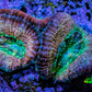 Ultra Acan Coral Frag WYSIWYG F3R2B1 Ultra Acan Coral Frag WYSIWYG F3R2B1 LPS Coral Ultra Acan Coral Frag WYSIWYG F3R2B1 Zeo Box Reef