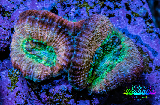 Ultra Acan Coral Frag WYSIWYG F3R2B1 Ultra Acan Coral Frag WYSIWYG F3R2B1 LPS Coral Ultra Acan Coral Frag WYSIWYG F3R2B1 Zeo Box Reef