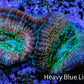 Ultra Acan Coral Frag WYSIWYG F3R2B1 Ultra Acan Coral Frag WYSIWYG F3R2B1 LPS Coral Ultra Acan Coral Frag WYSIWYG F3R2B1 Zeo Box Reef