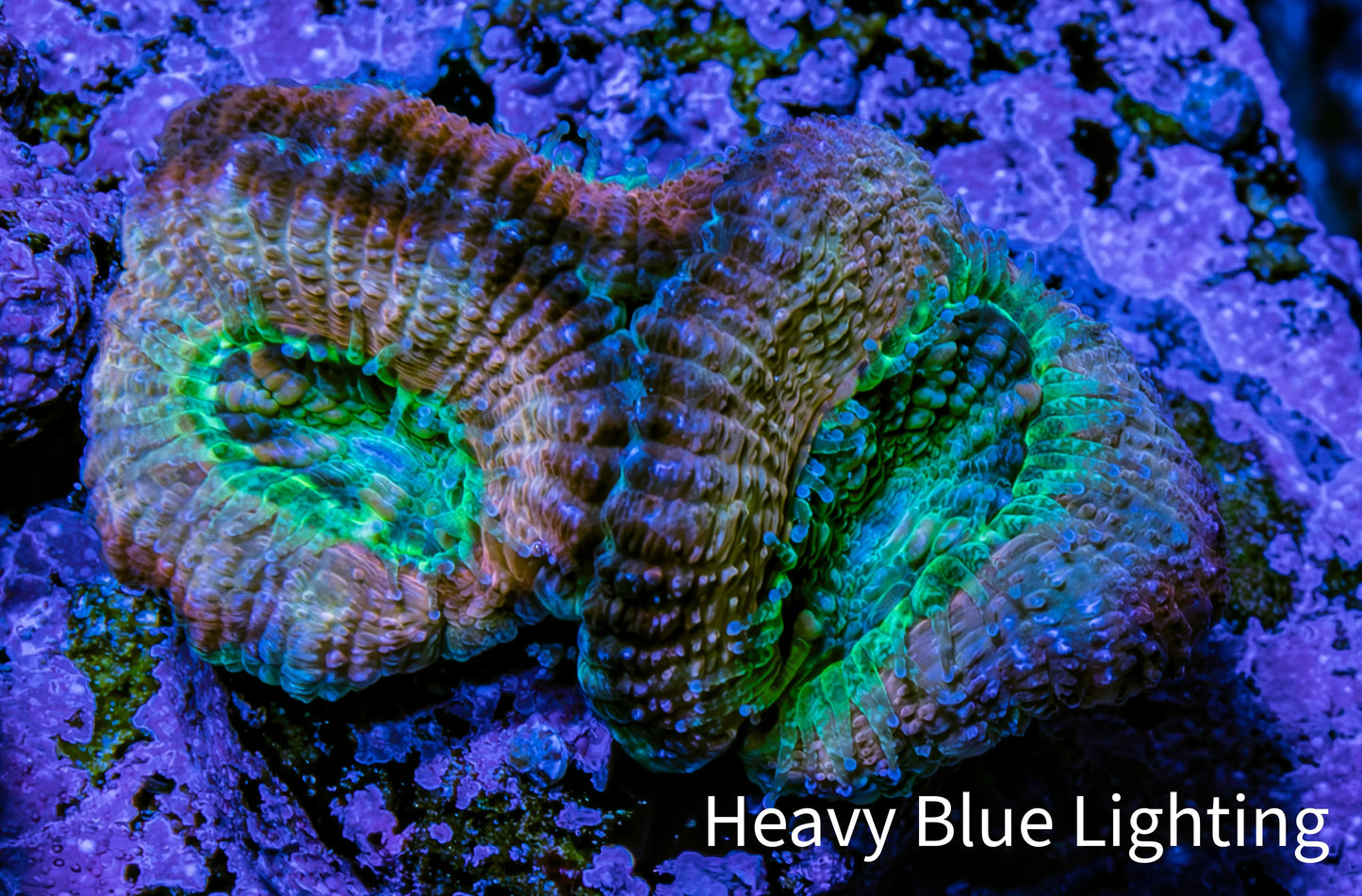 Ultra Acan Coral Frag WYSIWYG F3R2B1 Ultra Acan Coral Frag WYSIWYG F3R2B1 LPS Coral Ultra Acan Coral Frag WYSIWYG F3R2B1 Zeo Box Reef