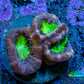 Ultra Acan Coral Frag WYSIWYG Ultra Acan Coral Frag WYSIWYG LPS Coral Ultra Acan Coral Frag WYSIWYG Zeo Box Reef