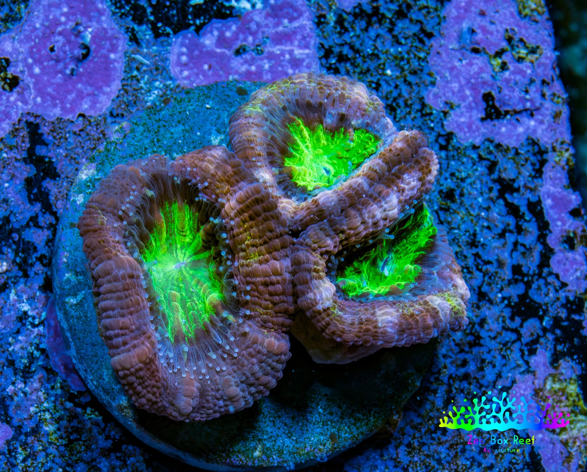Ultra Acan Coral Frag WYSIWYG Ultra Acan Coral Frag WYSIWYG LPS Coral Ultra Acan Coral Frag WYSIWYG Zeo Box Reef