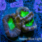Ultra Acan Coral Frag WYSIWYG Ultra Acan Coral Frag WYSIWYG LPS Coral Ultra Acan Coral Frag WYSIWYG Zeo Box Reef