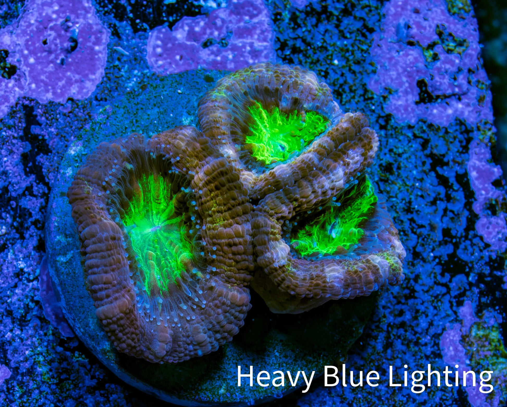 Ultra Acan Coral Frag WYSIWYG Ultra Acan Coral Frag WYSIWYG LPS Coral Ultra Acan Coral Frag WYSIWYG Zeo Box Reef