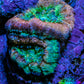 Ultra Acan Coral Frag WYSIWYG Ultra Acan Coral Frag WYSIWYG LPS Coral Ultra Acan Coral Frag WYSIWYG Zeo Box Reef