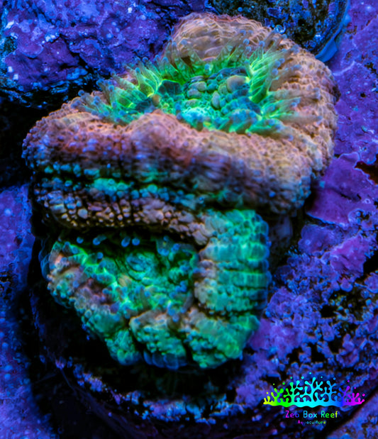 Ultra Acan Coral Frag WYSIWYG Ultra Acan Coral Frag WYSIWYG LPS Coral Ultra Acan Coral Frag WYSIWYG Zeo Box Reef