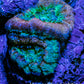 Ultra Acan Coral Frag WYSIWYG Ultra Acan Coral Frag WYSIWYG LPS Coral Ultra Acan Coral Frag WYSIWYG Zeo Box Reef