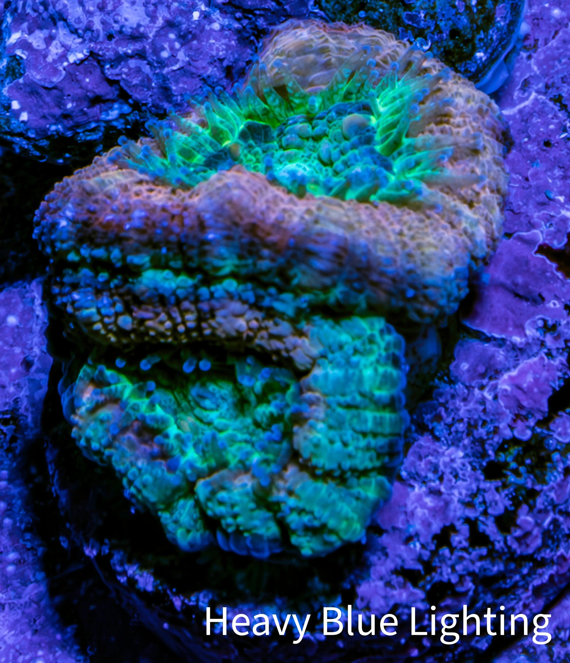 Ultra Acan Coral Frag WYSIWYG Ultra Acan Coral Frag WYSIWYG LPS Coral Ultra Acan Coral Frag WYSIWYG Zeo Box Reef