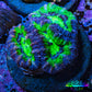 Ultra Acan Coral Frag WYSIWYG Ultra Acan Coral Frag WYSIWYG LPS Coral Ultra Acan Coral Frag WYSIWYG Zeo Box Reef