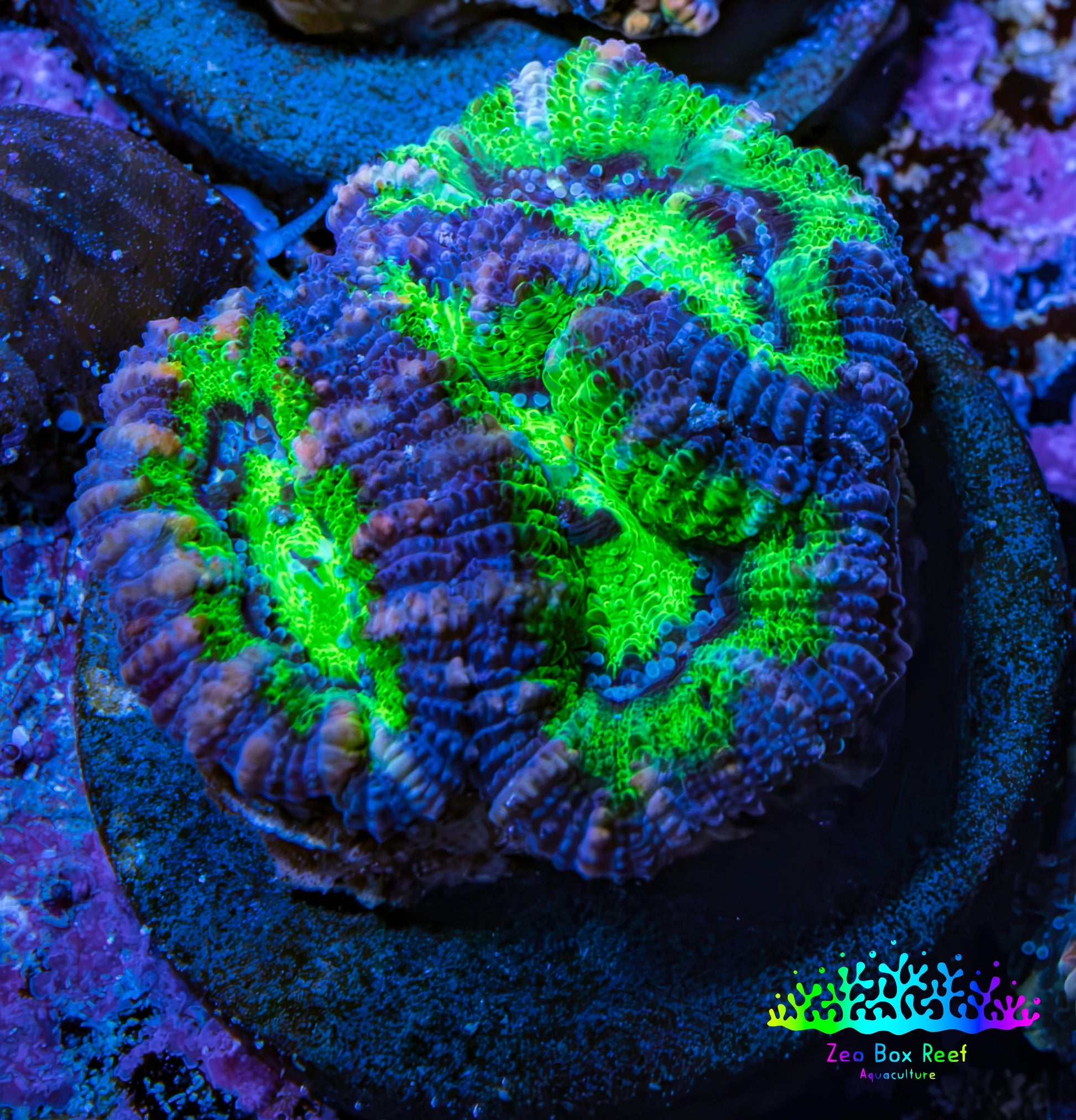 Ultra Acan Coral Frag WYSIWYG Ultra Acan Coral Frag WYSIWYG LPS Coral Ultra Acan Coral Frag WYSIWYG Zeo Box Reef
