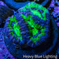 Ultra Acan Coral Frag WYSIWYG Ultra Acan Coral Frag WYSIWYG LPS Coral Ultra Acan Coral Frag WYSIWYG Zeo Box Reef