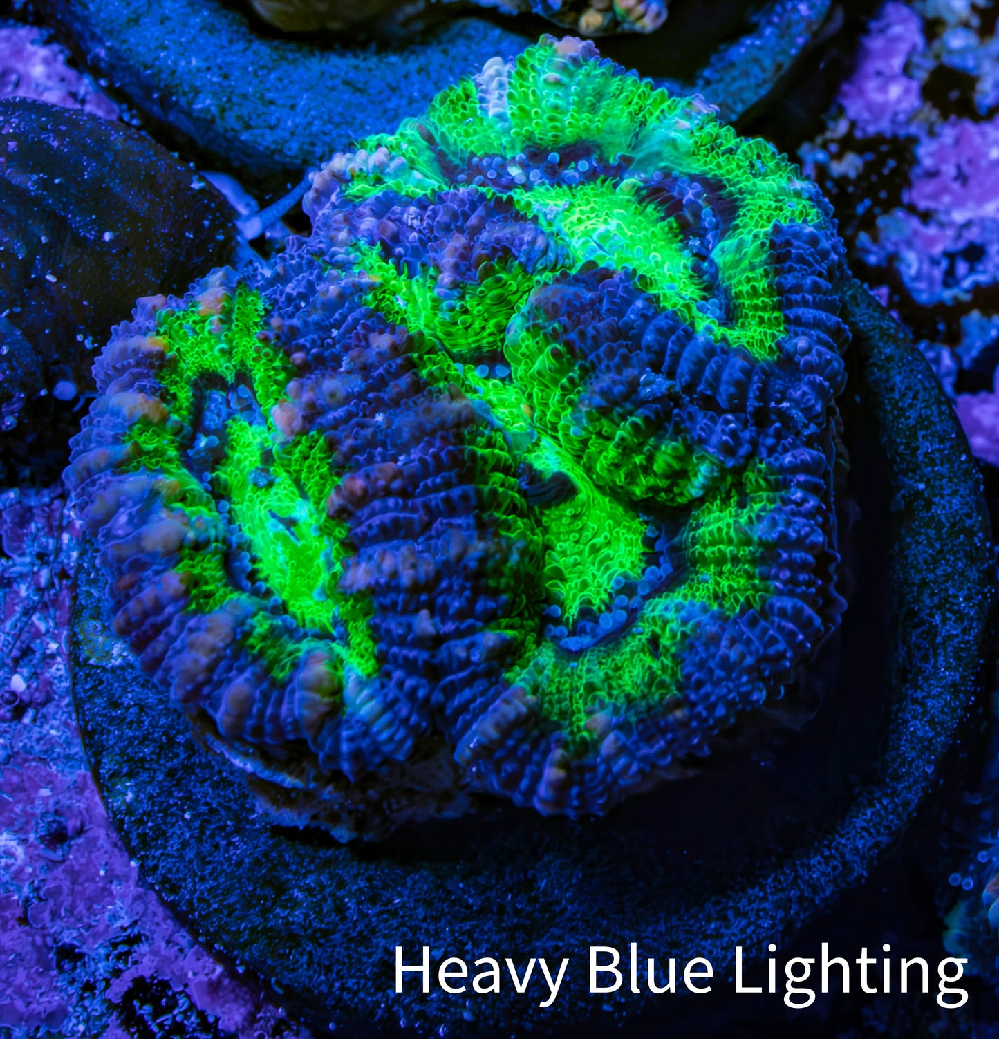 Ultra Acan Coral Frag WYSIWYG Ultra Acan Coral Frag WYSIWYG LPS Coral Ultra Acan Coral Frag WYSIWYG Zeo Box Reef