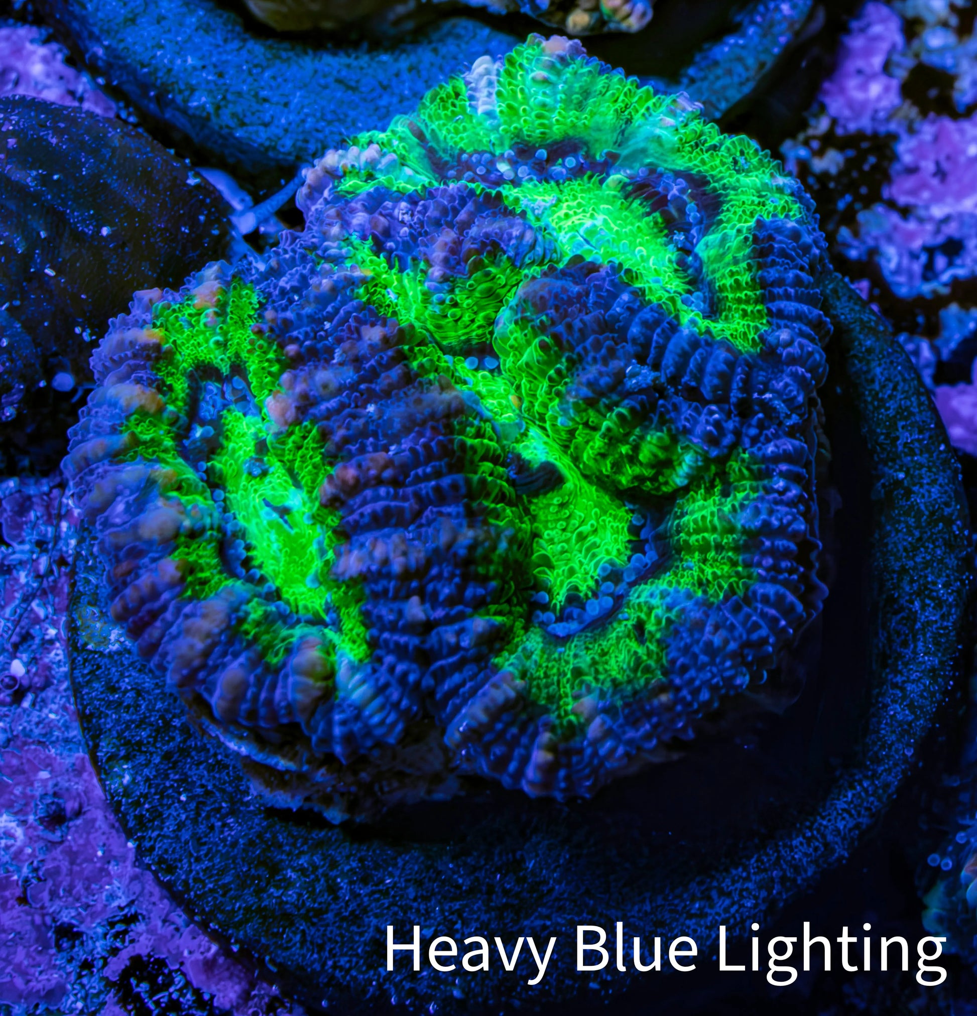 Ultra Acan Coral Frag WYSIWYG Ultra Acan Coral Frag WYSIWYG LPS Coral Ultra Acan Coral Frag WYSIWYG Zeo Box Reef