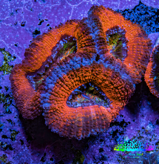 Ultra Acan Coral Frag Ultra Acan Coral Frag LPS Coral Ultra Acan Coral Frag Zeo Box Reef