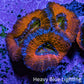 Ultra Acan Coral Frag Ultra Acan Coral Frag LPS Coral Ultra Acan Coral Frag Zeo Box Reef