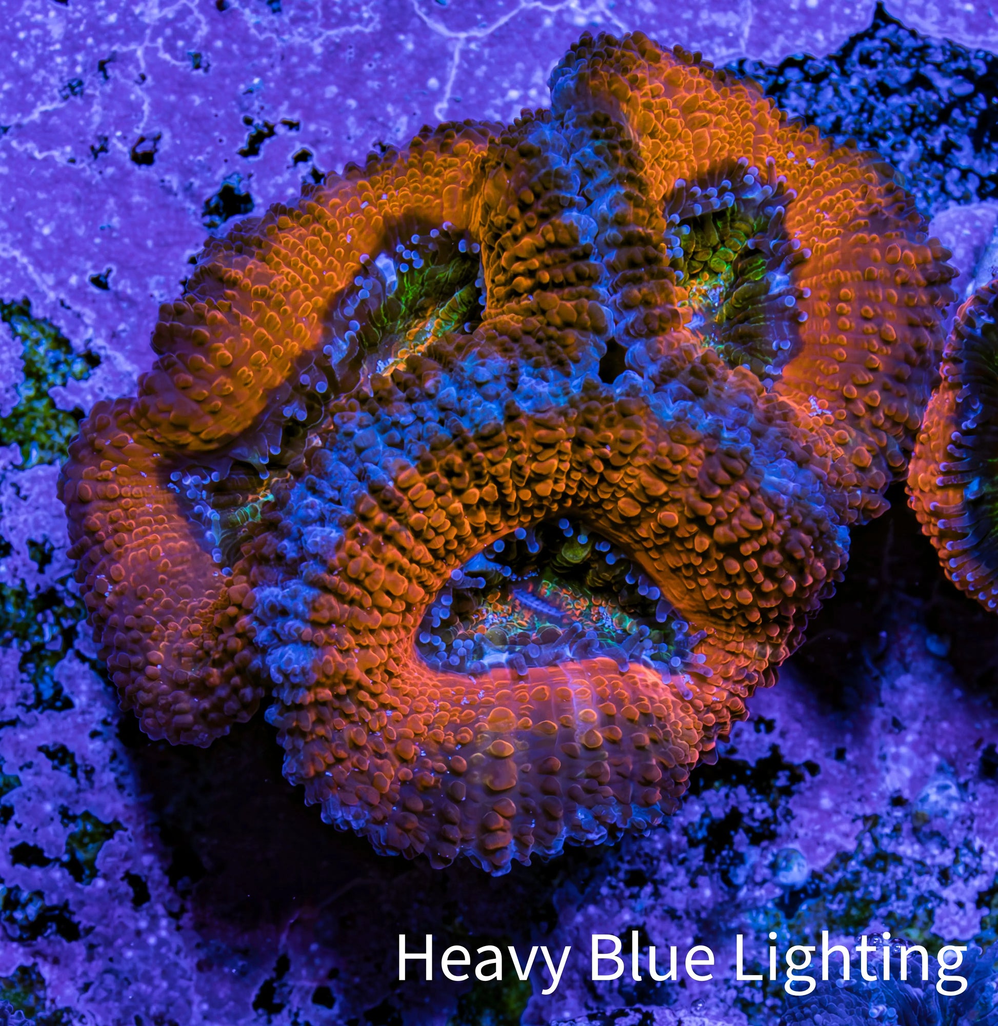 Ultra Acan Coral Frag Ultra Acan Coral Frag LPS Coral Ultra Acan Coral Frag Zeo Box Reef