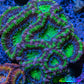 Ultra Acan Coral - Micromussa Lordhowensis -  A1R2B1 7cm Ultra Acan Coral - Micromussa Lordhowensis -  A1R2B1 7cm LPS Coral Ultra Acan Coral - Micromussa Lordhowensis -  A1R2B1 7cm Zeo Box Reef