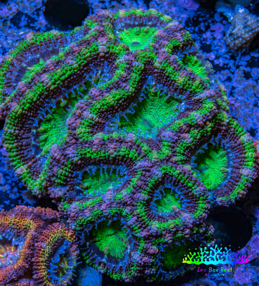 Ultra Acan Coral - Micromussa Lordhowensis -  A1R2B1 7cm Ultra Acan Coral - Micromussa Lordhowensis -  A1R2B1 7cm LPS Coral Ultra Acan Coral - Micromussa Lordhowensis -  A1R2B1 7cm Zeo Box Reef