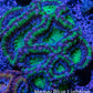 Ultra Acan Coral - Micromussa Lordhowensis -  A1R2B1 7cm Ultra Acan Coral - Micromussa Lordhowensis -  A1R2B1 7cm LPS Coral Ultra Acan Coral - Micromussa Lordhowensis -  A1R2B1 7cm Zeo Box Reef