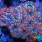 Ultra Acan Coral - Micromussa Lordhowensis -  A2R2B1 6cm Ultra Acan Coral - Micromussa Lordhowensis -  A2R2B1 6cm LPS Coral Ultra Acan Coral - Micromussa Lordhowensis -  A2R2B1 6cm Zeo Box Reef
