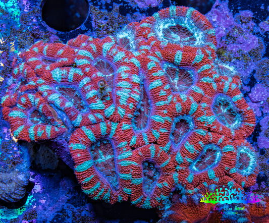 Ultra Acan Coral - Micromussa Lordhowensis -  A2R2B1 6cm Ultra Acan Coral - Micromussa Lordhowensis -  A2R2B1 6cm LPS Coral Ultra Acan Coral - Micromussa Lordhowensis -  A2R2B1 6cm Zeo Box Reef