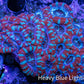 Ultra Acan Coral - Micromussa Lordhowensis -  A2R2B1 6cm Ultra Acan Coral - Micromussa Lordhowensis -  A2R2B1 6cm LPS Coral Ultra Acan Coral - Micromussa Lordhowensis -  A2R2B1 6cm Zeo Box Reef