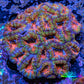 Ultra Acan Coral - Micromussa Lordhowensis -  A3R2B1 6cm Ultra Acan Coral - Micromussa Lordhowensis -  A3R2B1 6cm LPS Coral Ultra Acan Coral - Micromussa Lordhowensis -  A3R2B1 6cm Zeo Box Reef