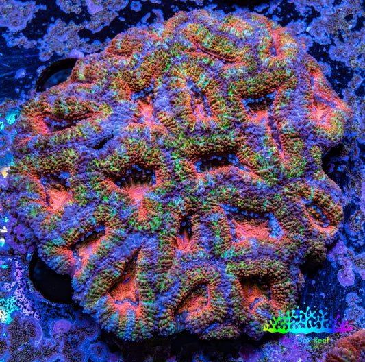 Ultra Acan Coral - Micromussa Lordhowensis -  A3R2B1 6cm Ultra Acan Coral - Micromussa Lordhowensis -  A3R2B1 6cm LPS Coral Ultra Acan Coral - Micromussa Lordhowensis -  A3R2B1 6cm Zeo Box Reef