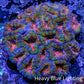 Ultra Acan Coral - Micromussa Lordhowensis -  A3R2B1 6cm Ultra Acan Coral - Micromussa Lordhowensis -  A3R2B1 6cm LPS Coral Ultra Acan Coral - Micromussa Lordhowensis -  A3R2B1 6cm Zeo Box Reef