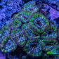 Ultra Acan Coral - Micromussa Lordhowensis - Acan 6.5cm WYSIWYG B10R2B1 Ultra Acan Coral - Micromussa Lordhowensis - Acan 6.5cm WYSIWYG B10R2B1 LPS Coral Ultra Acan Coral - Micromussa Lordhowensis - Acan 6.5cm WYSIWYG B10R2B1 Zeo Box Reef
