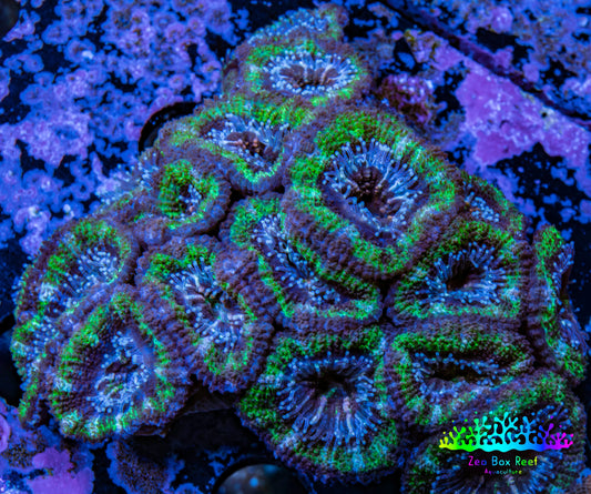 Ultra Acan Coral - Micromussa Lordhowensis - Acan 6.5cm WYSIWYG B10R2B1 Ultra Acan Coral - Micromussa Lordhowensis - Acan 6.5cm WYSIWYG B10R2B1 LPS Coral Ultra Acan Coral - Micromussa Lordhowensis - Acan 6.5cm WYSIWYG B10R2B1 Zeo Box Reef