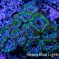 Ultra Acan Coral - Micromussa Lordhowensis - Acan 6.5cm WYSIWYG B10R2B1 Ultra Acan Coral - Micromussa Lordhowensis - Acan 6.5cm WYSIWYG B10R2B1 LPS Coral Ultra Acan Coral - Micromussa Lordhowensis - Acan 6.5cm WYSIWYG B10R2B1 Zeo Box Reef